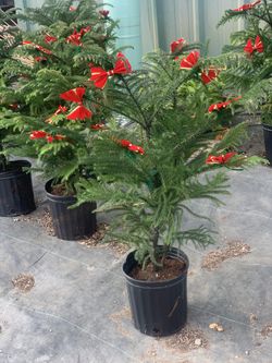 Christmas trees