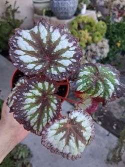 Begonia Fireworks Plant $18