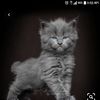 Meesha