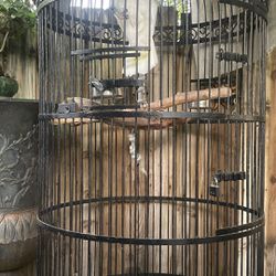 Bird cage For Sale All Included
