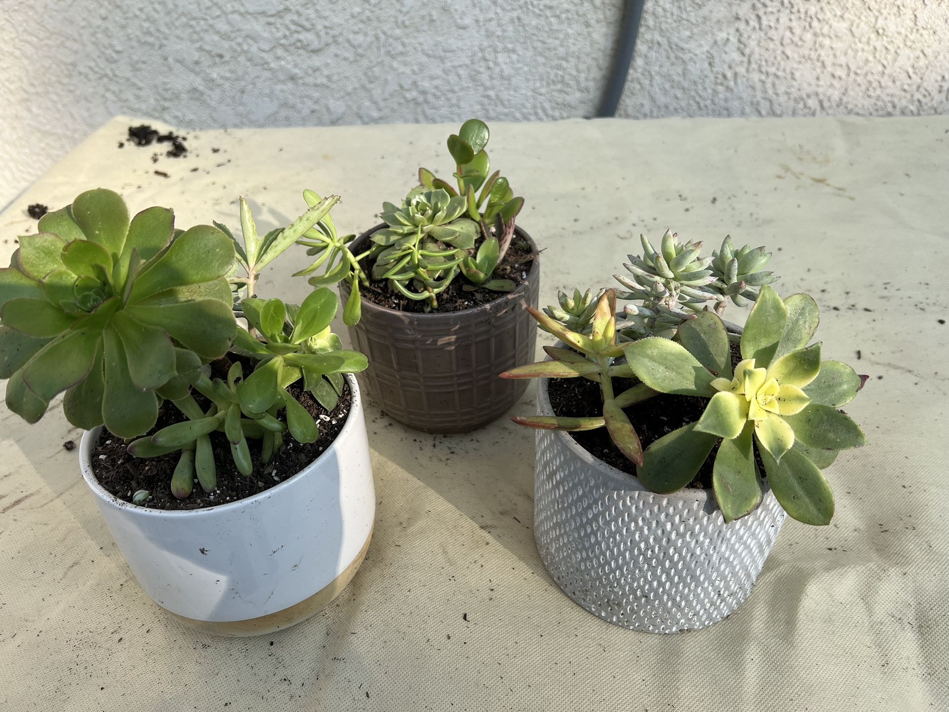 $10 Succulents