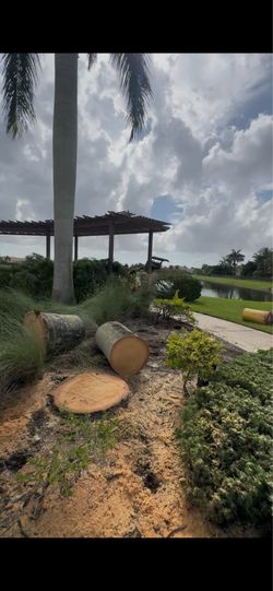 Palm Removal