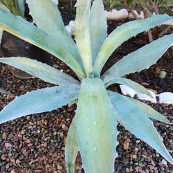 Blue LG Agave 
