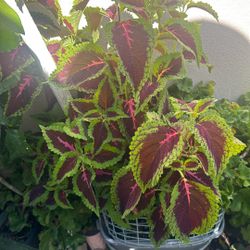 Planta