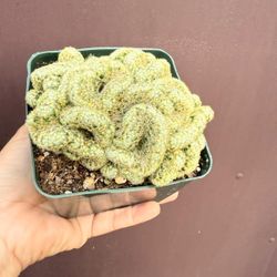 4” brain cactus