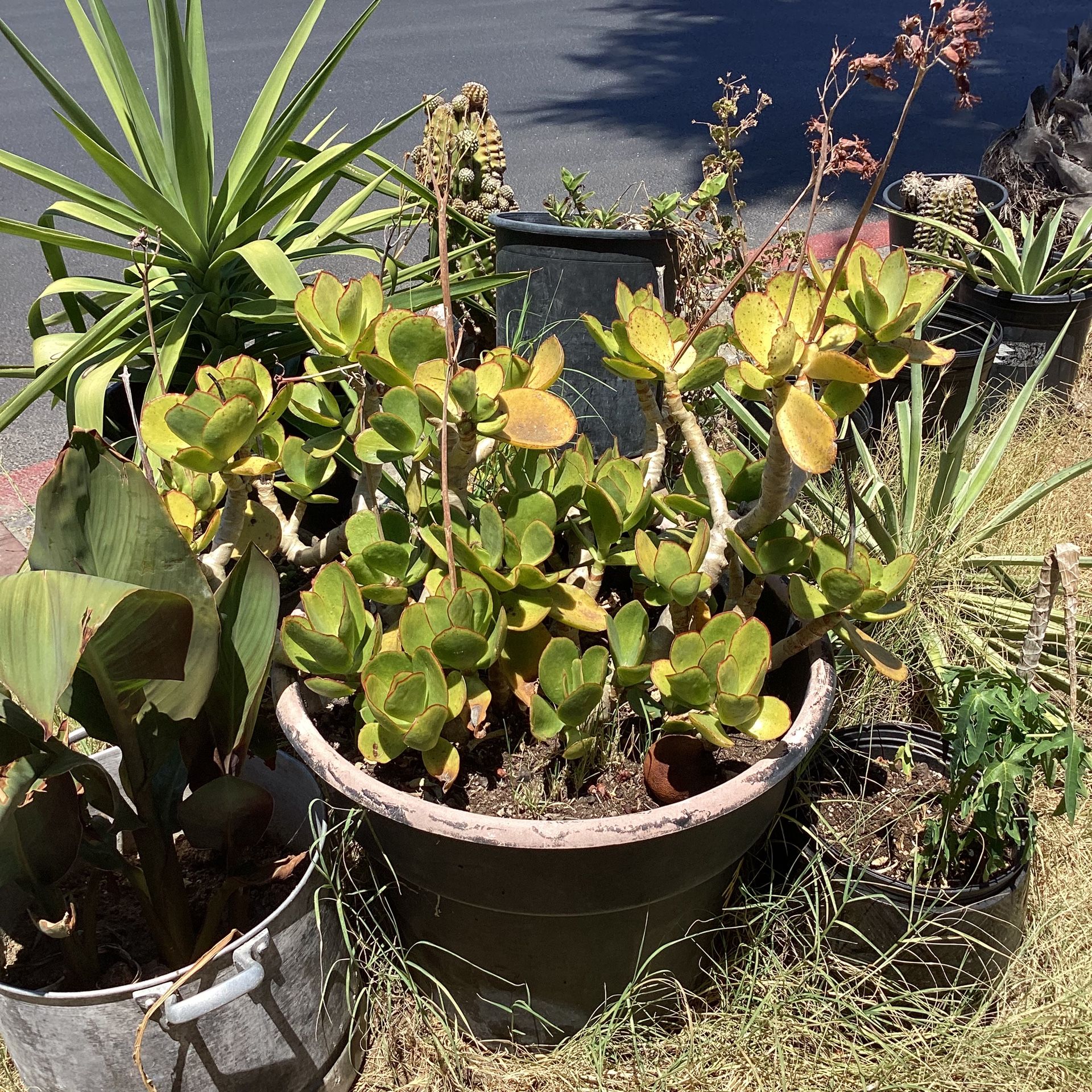 Big Pot Plant