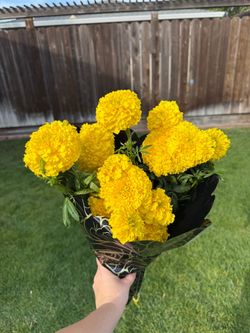 Marigolds for sale