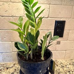 Zz Plant With Pot 