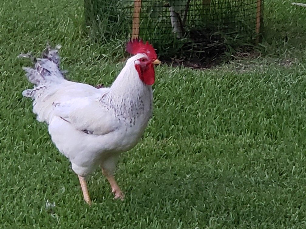 Roosters for Sale in Texas City, TX OfferUp