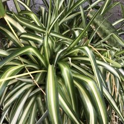 Es una Planta Spider Lo Que Cuega 36 De Largo Esta Muy Vonita Por 25 Dollares