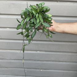 4” Trailing Hoya Rosita