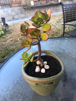 Jade Tree 