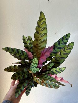 Calathea Rattlesnake Live Indoor Plant