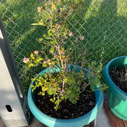 4 Mini rose bushes with Large Pots