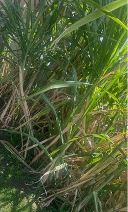 FRESH SUGAR CANES - ORGANIC