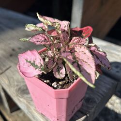 Pink Polkadot Plant 