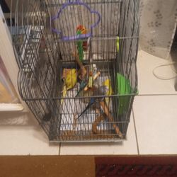 Bird Cage For Sale