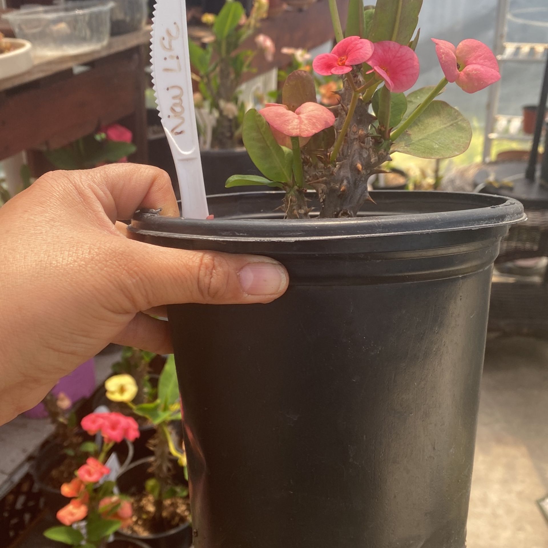 Maseta Planta Corona De Cristo New Life De La Sr Chayo