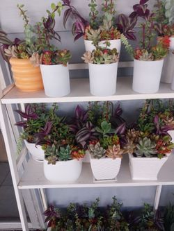 Succulents With Pot