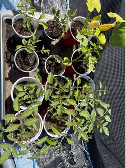 Vegetable plants