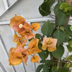 Bougainvillea, Veranera, Camellina Yellow Flowers Plant , In 5 Gallóns Por Pick Up Only