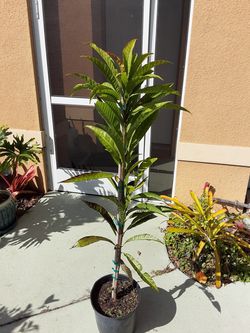 Canistel tree grafted/injerto