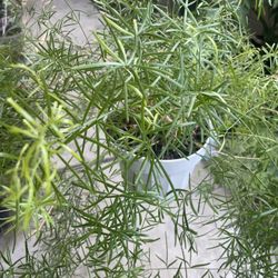 HERMOSAS PLANTAS NATURALES “FRIZZ FERN PLANT 