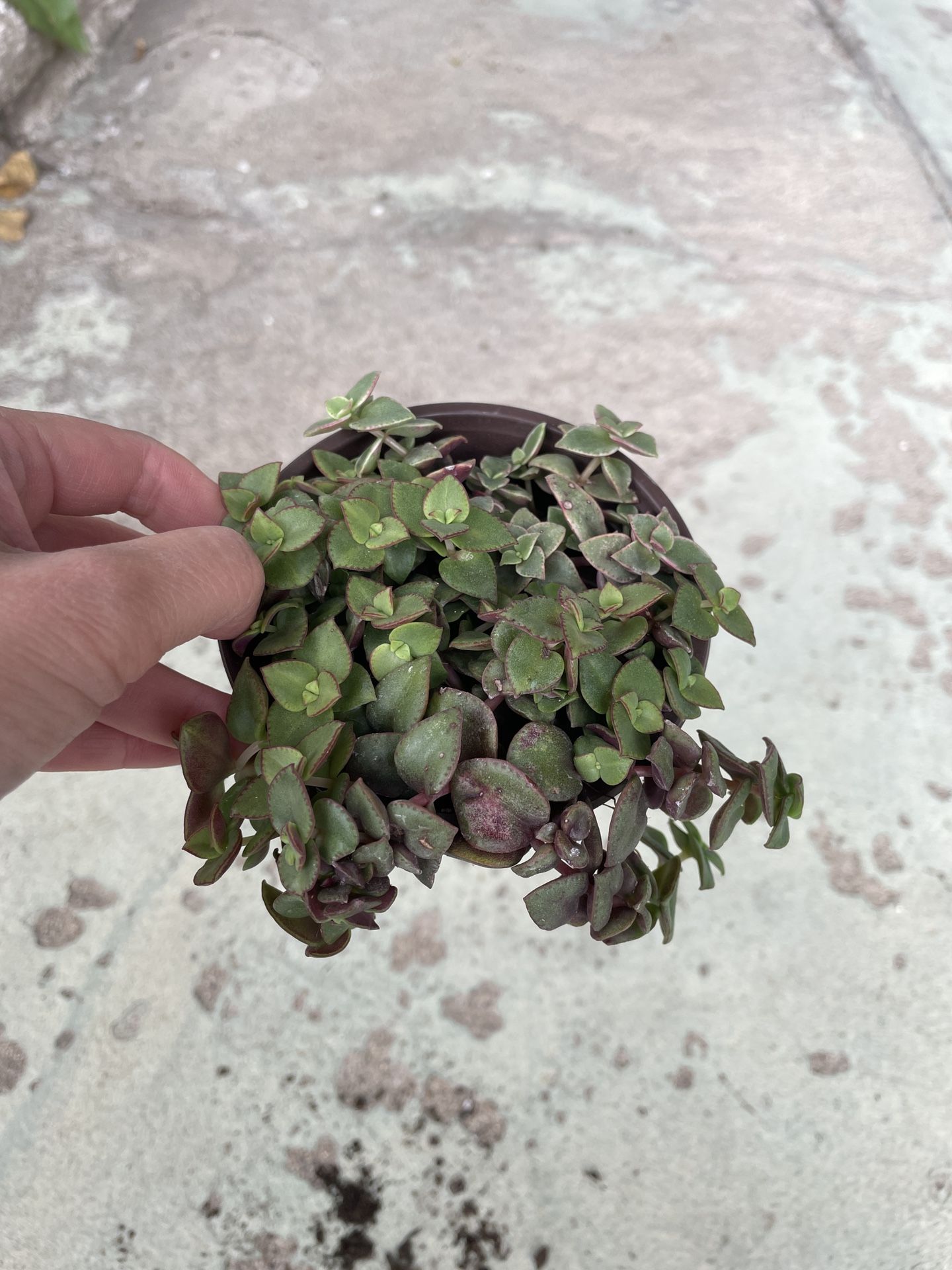 4in Pot Crassula Calico Succulent