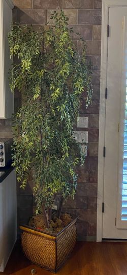 Tree plants