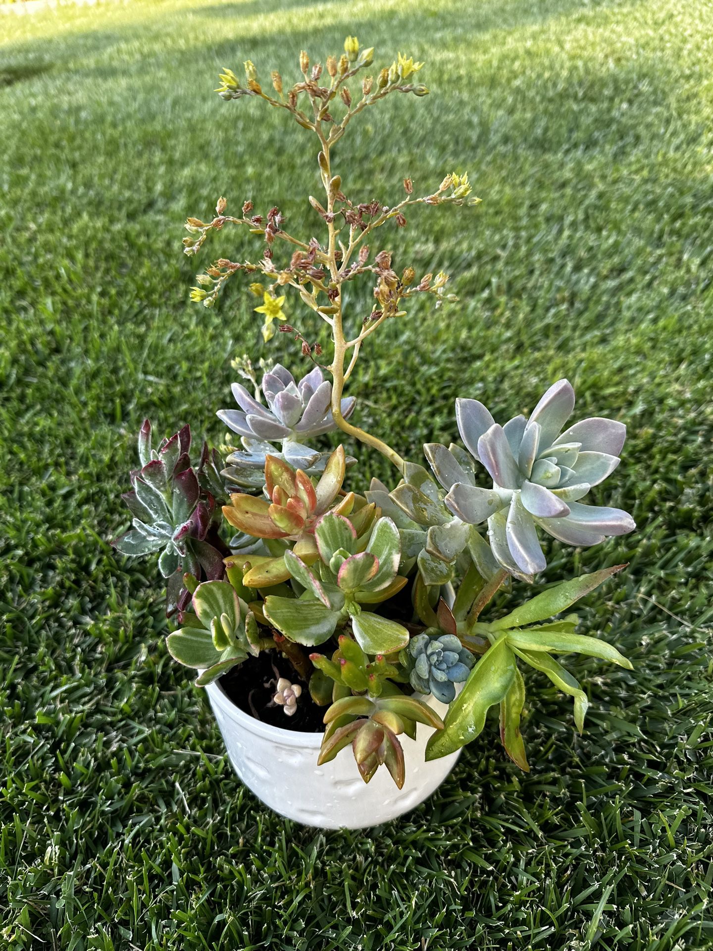 Succulents Mother’s Day 🎁 