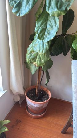 Fiddle Leaf Fig plant