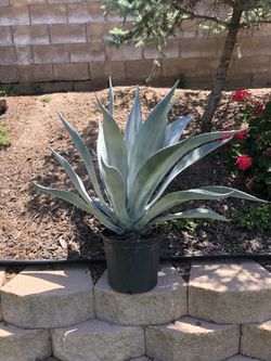 Agave