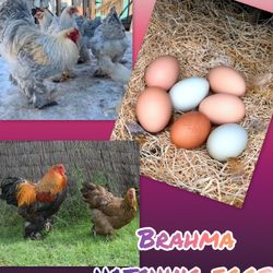 Gigant Brahma Chicken Hatching Eggs 