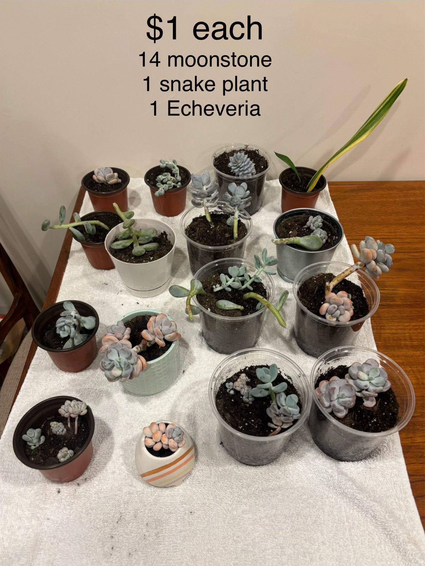 Plant Sale - Aloe Vera, Snake Plant, Succulents