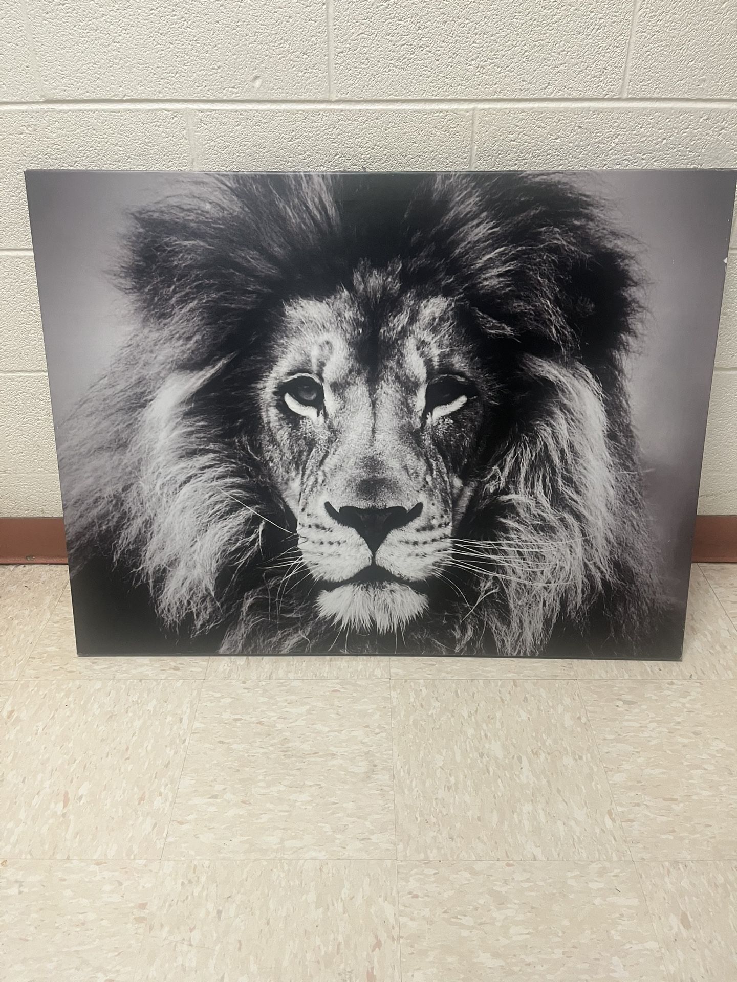 Lion Canvas Poster