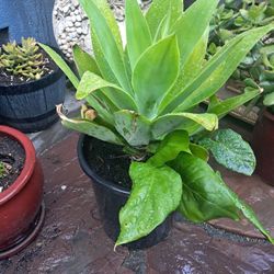 Foxtail Agave Plant
