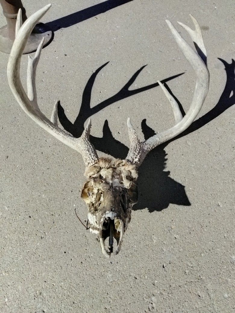 Deer Head