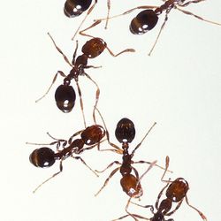 Ant Gel Bait
