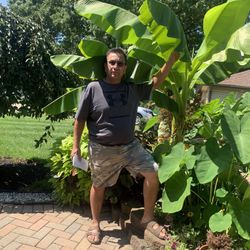 Elephant Ears And Banana Trees