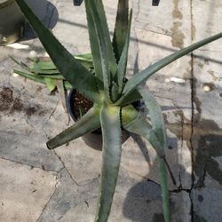 Áloe Vera ( 5gallons pot)