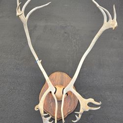 Caribou Antler Taxidermy Wall Mount