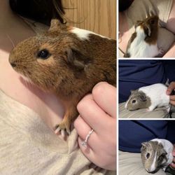 Everything In Pictures