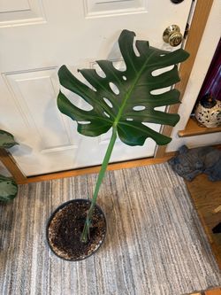 Monstera Start