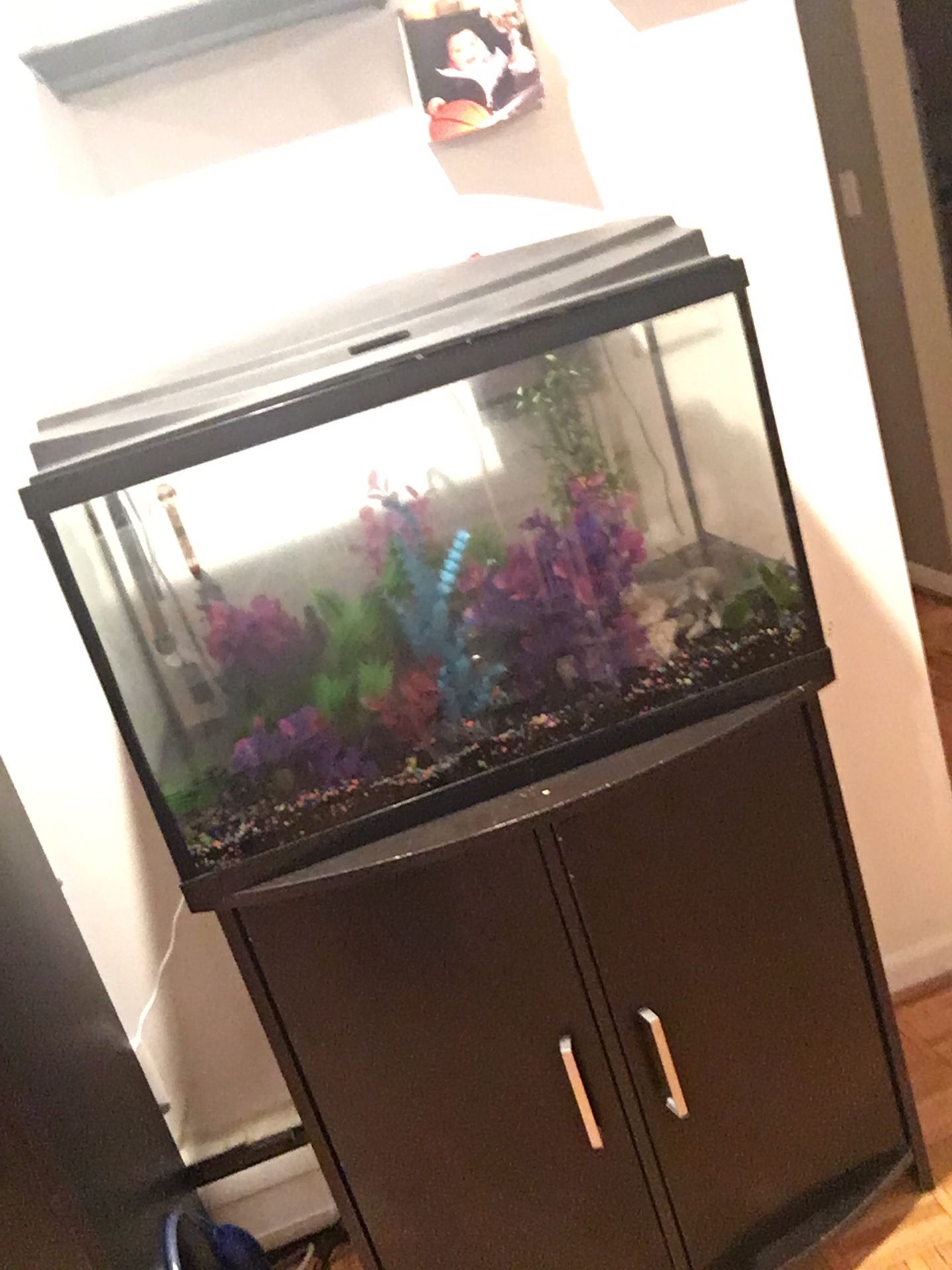 29 gallon fish take with everything in pictures