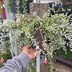 Succulent Cotyledon Pendens 