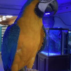 Blue Gold Macaw 