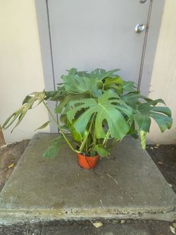 Monstera Deliciosa Swiss Cheese House Plant 8” Pot