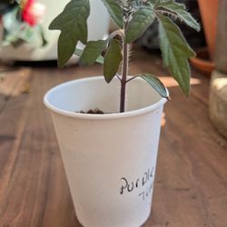 Organic Purple Tomatoe Plant