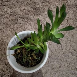 Succulent Plant Live