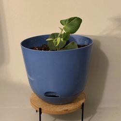 Felted Pepperface (Peperomia incana) Houseplant Indoor Plant in Self-Watering Pot